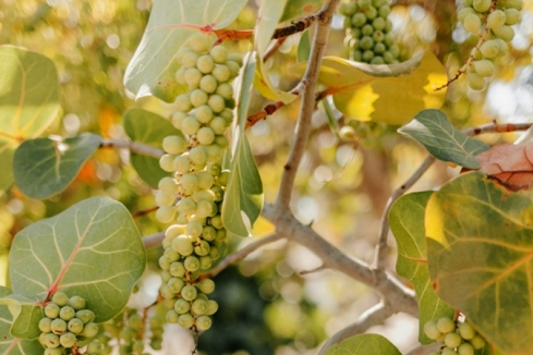 Złote liście winorośli
