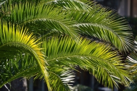 Znaczenie i symbol palmy