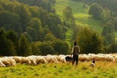 Idąc za Dobrym Pasterzem